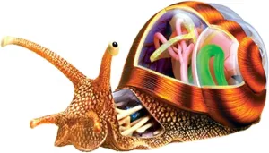 Animal to School ? 4d Vision Snails Anatomy Model, 32 Bodies and Detachable Parts, Snails Organ Structure Model, Keleton Model, Simulation please Puzzle Assembly Toy, for Teaching Biology 