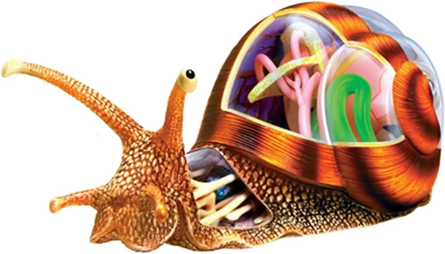 Animal to School ? 4d Vision Snails Anatomy Model, 32 Bodies and Detachable Parts, Snails Organ Structure Model, Keleton Model, Simulation please Puzzle Assembly Toy, for Teaching Biology 