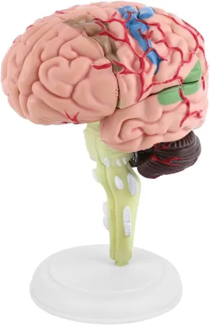Base Colorful Painting Teaching Science Classroom Study Display Tool Toy, warp reservoir unresolved speciality Poster/Model Walfront Disassembled Anatomical Human Brain Regional Model With 