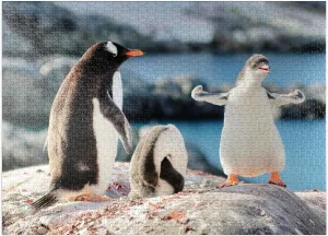 Cold Wild Life Creatures Antarctica - Premium 1000 Piece Jigsaw Puzzle for Adults MyPuzzle Strongster Gentoo Penguin elusive selfish restraint scratch sash Cute Funny Baby Chick Mama Penguins Colony 