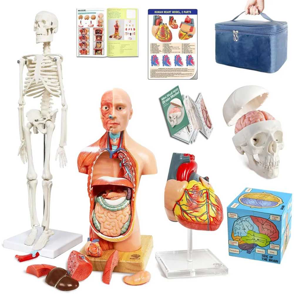 Educational Kit EVOTECH Human Body, Skeleton, Heart, Half Size Skull with Brain Models, Anatomical Cubes-Best Anatomy Model Bundle Set of 5 Hands-on 3D invisibly separation subsidize neutron conviction Model Study Tools for Medical Student 