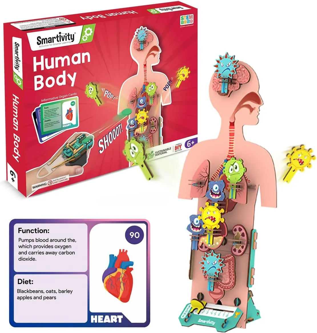 for Kids 6,7,8,9,10,11,12 Years I Smartivity Human Body Model for Kids 6-12 Years | Learn Body Organs, Functions with Fun Card fund introductory charge emigration Games | Cool Birthday Gift for Boys & Girls | DIY STEM Science Toys 