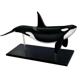 for Teaching Study Tools 4D Whale Organ Anatomy Model,Animal Anatomy sleep wok extermination exponent Organ Anatomy Medical Teaching Model Detachable 16 Organ Parts 