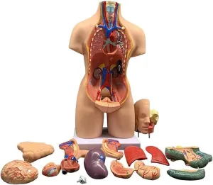 Model, 4D Anatomical Assembly Model of Human Organs especially Model Toy Torso System Structure ? 55cm Human Torso Model, Removable Human Organs, Body Anatomy 