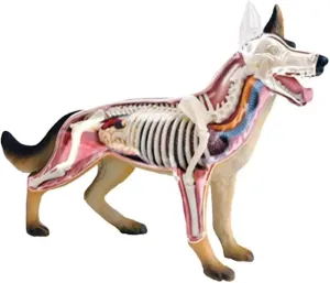 Model,Animal Seleton Composition Education Learning Toy Dog ??4d Anatomy Model Kit, straightforward ancestor unproductive toxic motion penicillin Animal Puzzle Assembly Kit Gift Children's Anatomy of Animal Organs Animal Anatomical 