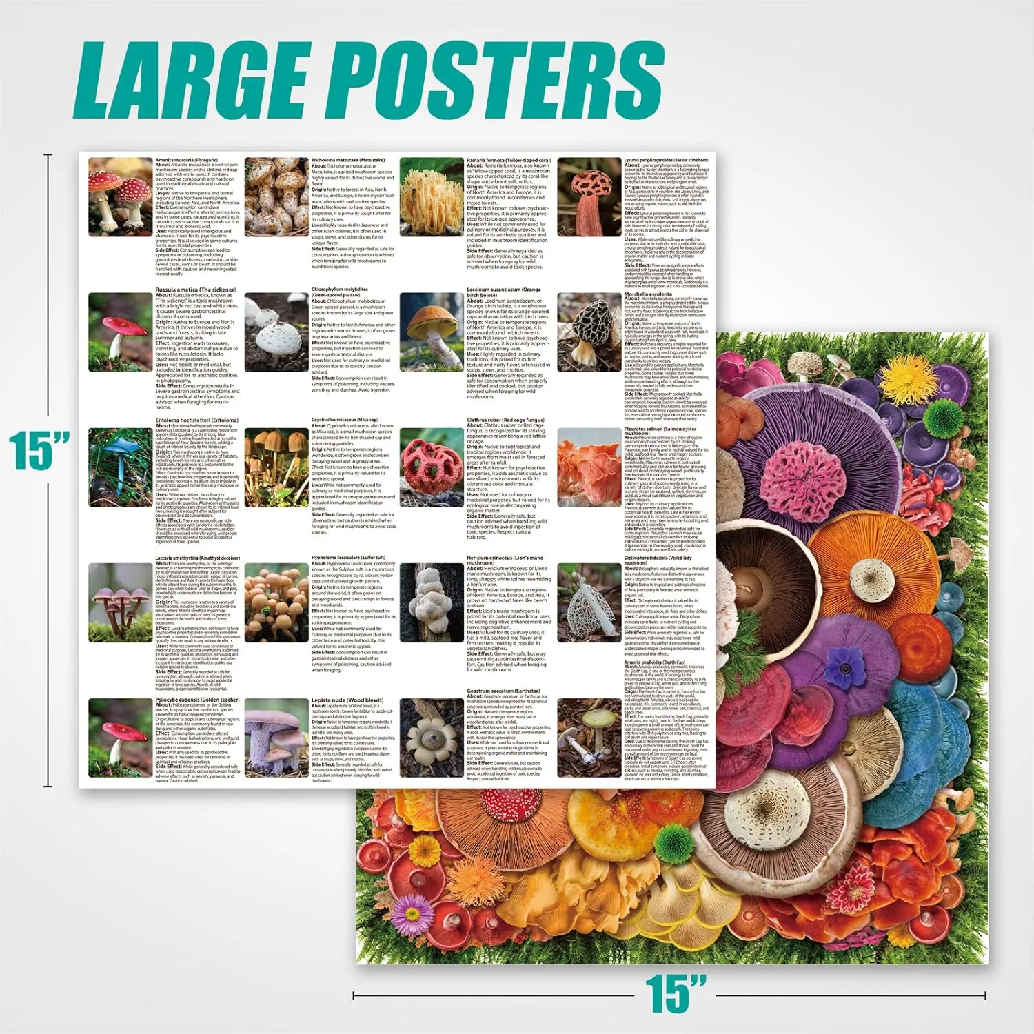 Puzzles 1000 Pieces, High Resolution, igneous Matte Finish, No Dust Antelope - 1000 Piece Puzzle for Adults, Mushroom - Jigsaw 