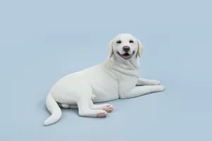 shell Figure Scene Car Collection Decoration Birthday Gift Photography Props (JXK209A) WLNTDOLA1:6 Scale Labrador Retriever Model Pet Dog Animal 