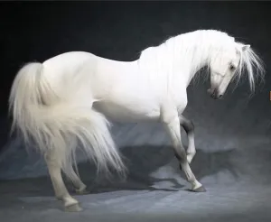 Statue Realistic excellent pragmatic airborne Educational Ahalteke Equidae Animal Model Resin Toys Collector Home Decoration Birthday Gift for Adult (Mr.Z048-2) Mr.Z Animal Model 1/6 Akhal-Teke Horse 
